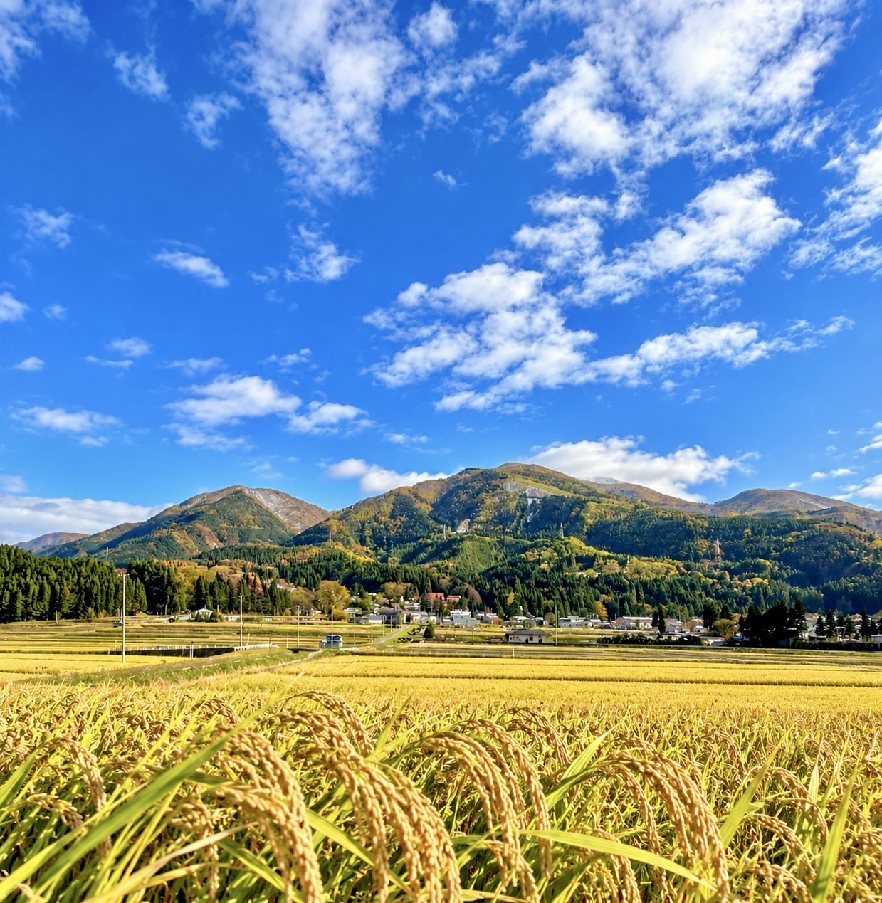 黄金色に実った稲穂の向こうに、紅葉の始まった山並みと青空が広がる鹿角市十和田の田園風景